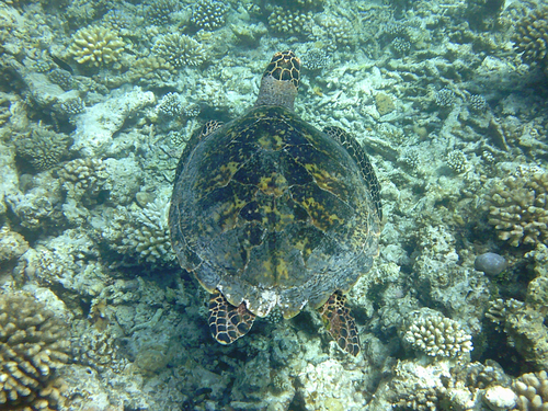 Hawksbill Sea Turtle (Eretmochelys imbricata)