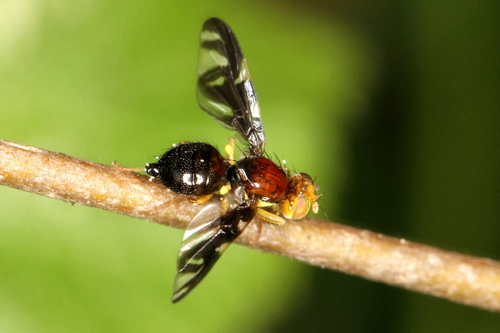 Celery Fly, photo 5 of 10