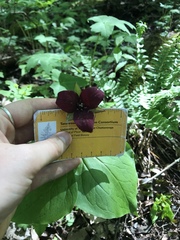 Trillium sulcatum