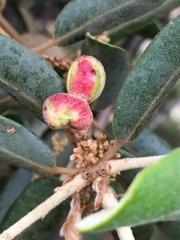 Plagiotrochus quercusilicis