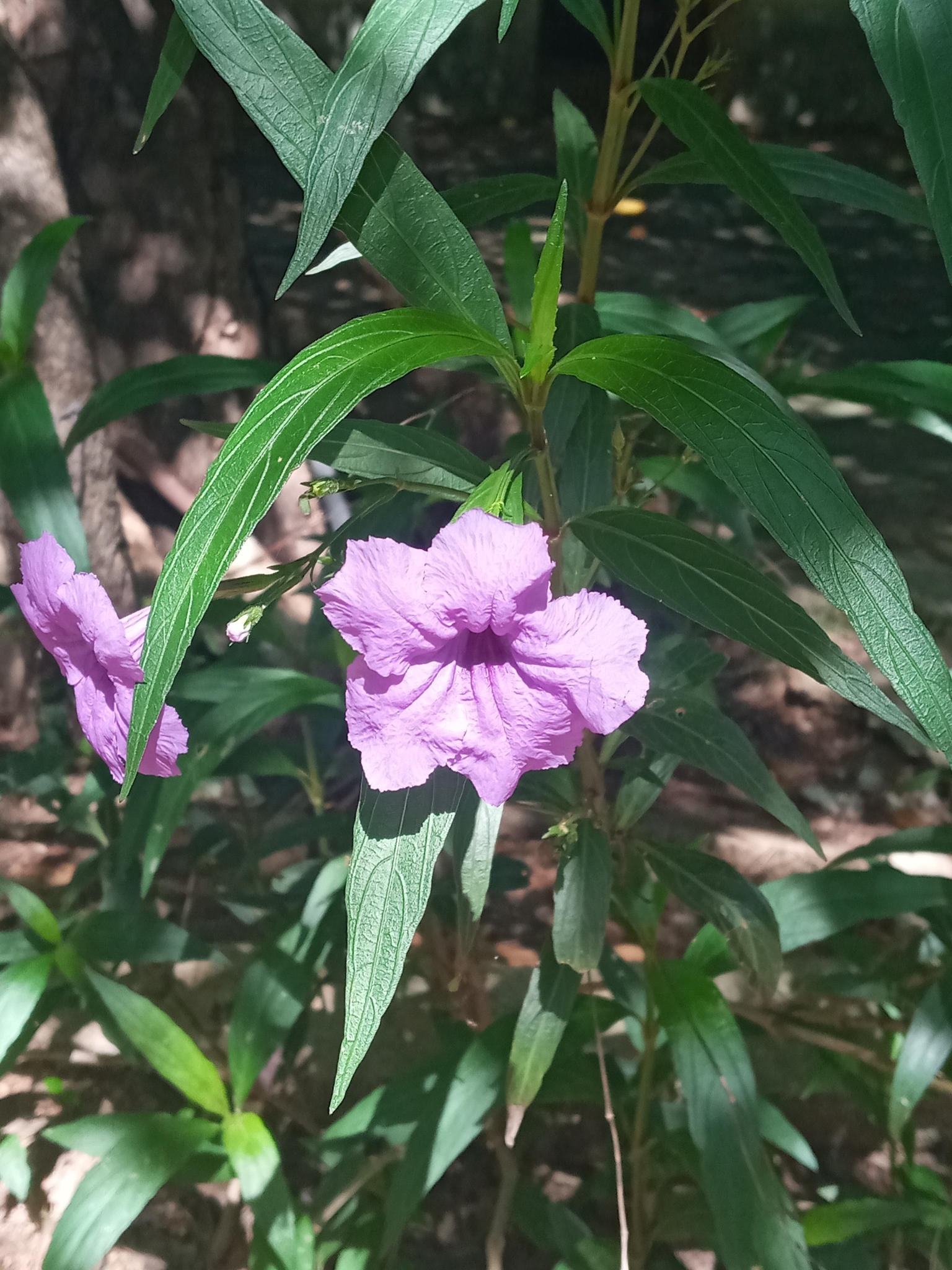 Ruellia simplex