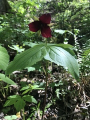 Trillium sulcatum