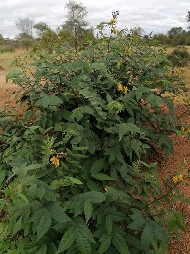 Coffee Senna