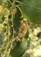 Callirhytis congregata