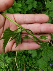 Humulus
