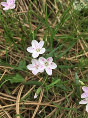 Claytonia rosea