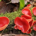 Scarlet Elfcup - Photo (c) bjoerns, some rights reserved (CC BY-SA), uploaded by bjoerns