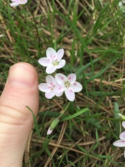 Claytonia rosea