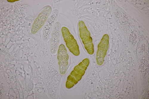 Pleomassaria observed 2024-02-24