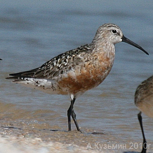 Curlew Sandpiper