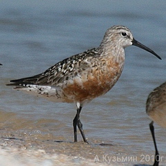 Curlew Sandpiper photo 3