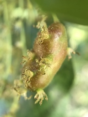 Callirhytis congregata