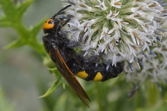 Megascolia maculata flavifrons