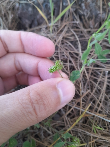 Hairy Medick (Medicago tornata)