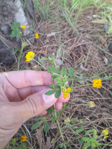 Image of Medicago tornata by (c) Duarte Frade, some rights reserved (CC BY)