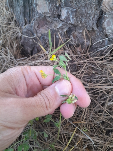 Image of Medicago tornata by (c) Duarte Frade, some rights reserved (CC BY)