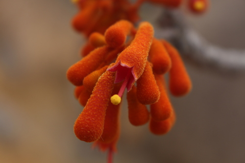 Image of Firmiana colorata by no rights reserved