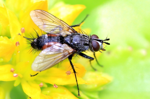 Red Spotted Parasite Fly