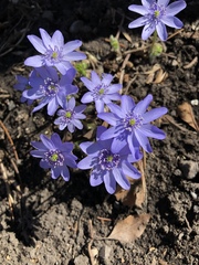 Hepatica transsilvanica