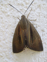 Paysandisia archon