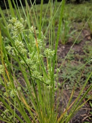 Cyperus elegans