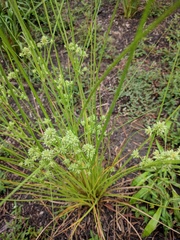 Cyperus elegans