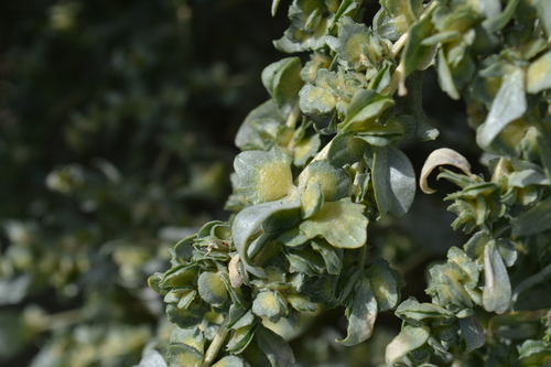 Atriplex pratovii