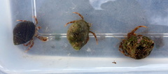 Pagurus bernhardus