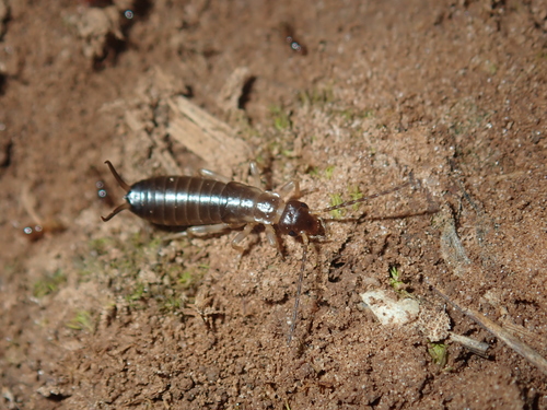 Deceiving Earwig