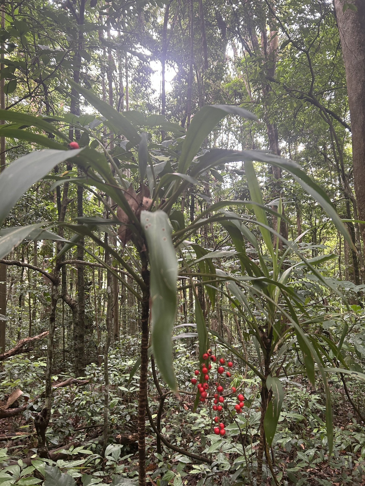 Imagem de Dracena