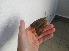 Paysandisia archon