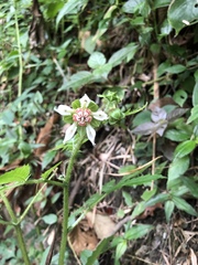 Nasa triphylla rudis