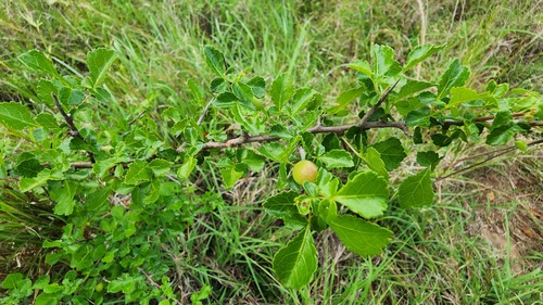 Commiphora schimperi