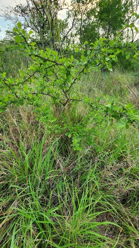 Commiphora schimperi