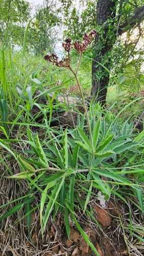 Flat Grape (Cyphostemma schlechteri)