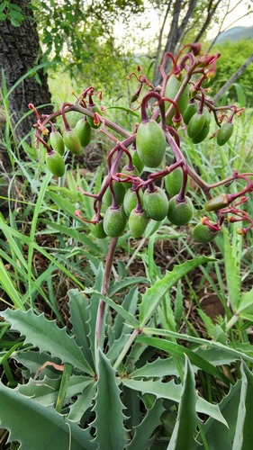 Cyphostemma schlechteri