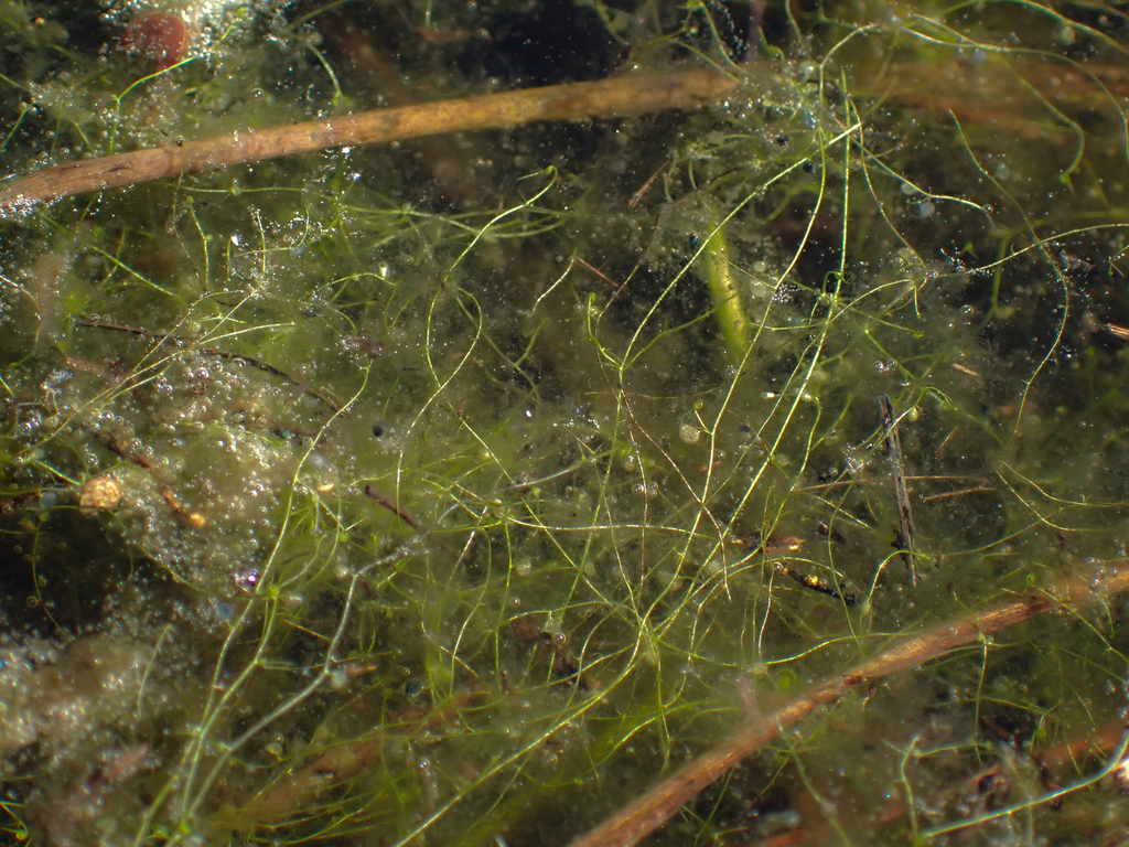Utricularia olivacea C.Wright ex Griseb. 3