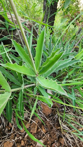 Cyphostemma schlechteri