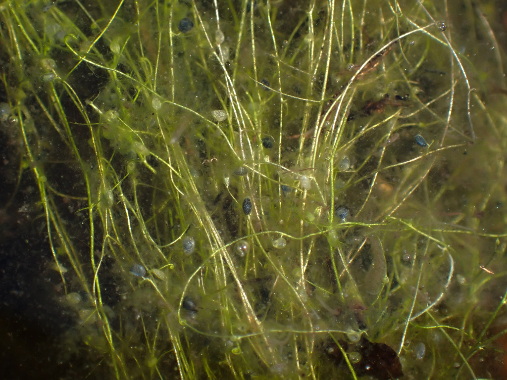 Utricularia olivacea C.Wright ex Griseb. 4
