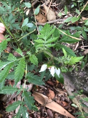 Nasa triphylla rudis