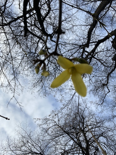 Foto de Lírio-dos-jardins