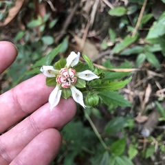 Nasa triphylla rudis