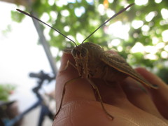 Paysandisia archon