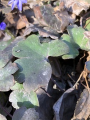Hepatica transsilvanica