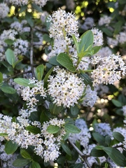 Ceanothus oliganthus