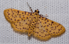 Polygrammodes eleuata