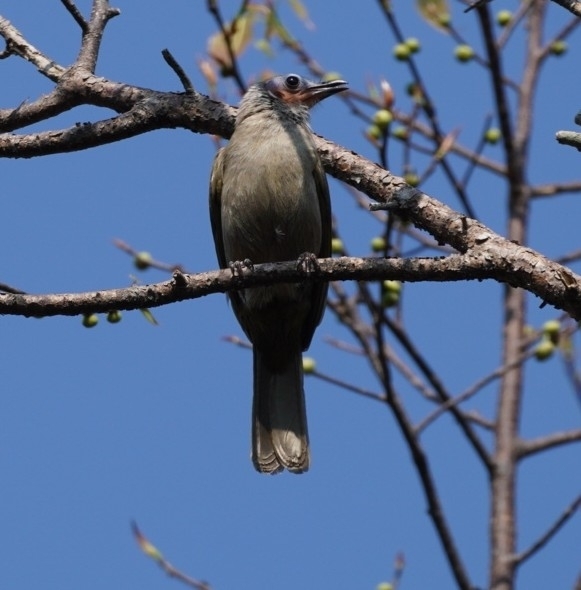 Bare-faced Bulbul illustration