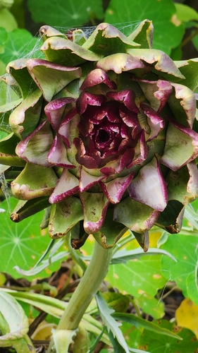 Foto de Alcachofra