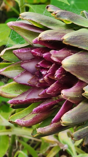 Foto de Alcachofra