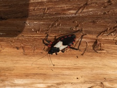 Microtomus cinctipes